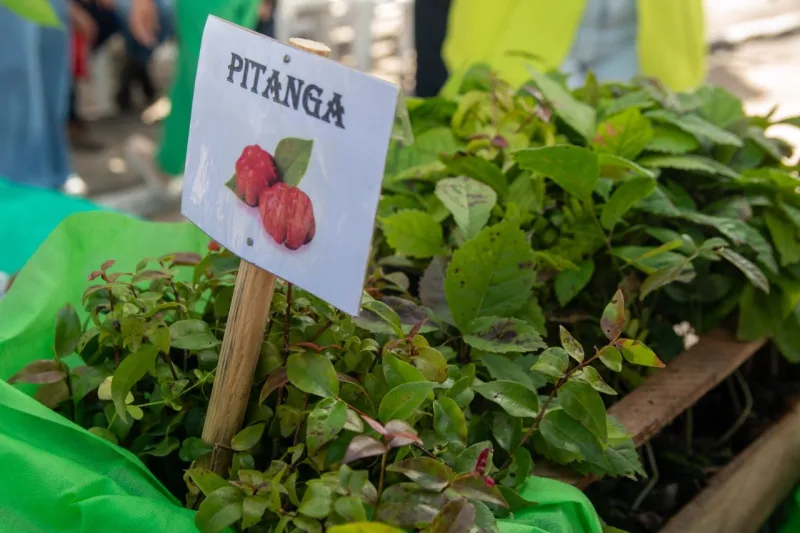 Prefeitura de Teixeira de Freitas inicia Mês do Meio Ambiente com drive thru de mudas nativas da Mata Atlântica; confira programação