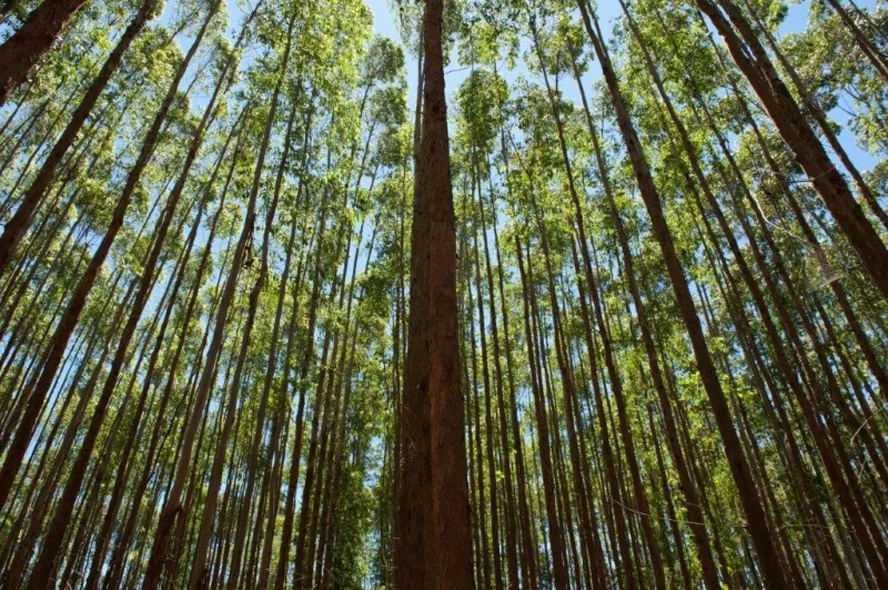 Suzano projeta retirar 200 mil pessoas da linha da pobreza  até 2030   e reforça compromissos  socioambientais