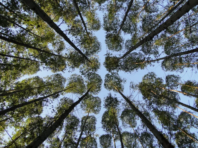 Suzano projeta retirar 200 mil pessoas da linha da pobreza  até 2030   e reforça compromissos  socioambientais