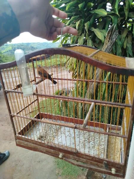 CIPPA/PS combate cativeiro e caça ilegal de animais silvestres em Barra do Choça