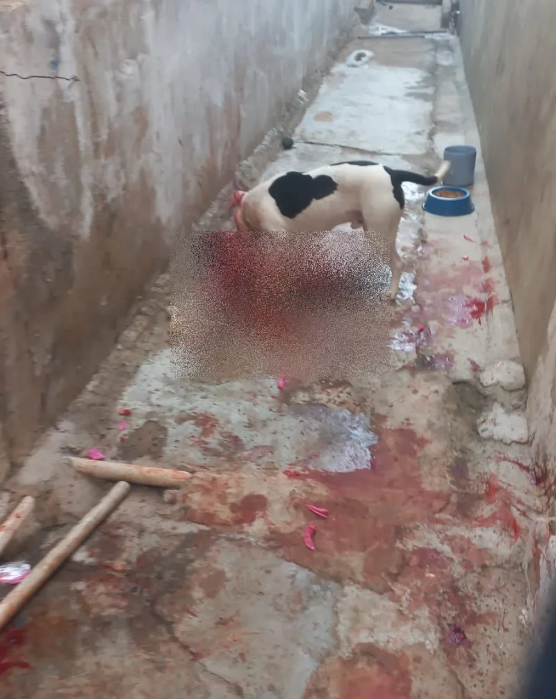    Criança de 2 anos morre após ser atacada por Pit Bull da família no interior de SP