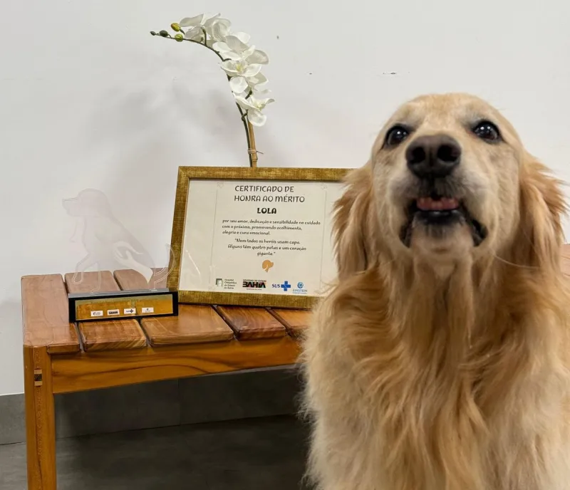 “Cão terapeuta” Lola completa um ano de atuação no Hospital Ortopédico do Estado da Bahia