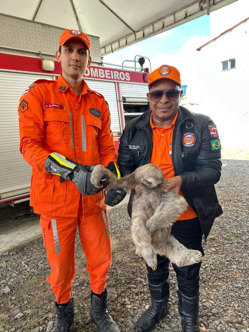 Final feliz: Motorista resgata bicho-preguiça e bombeiros e defesa civil garantem retorno ao habitat, em Itamaraju