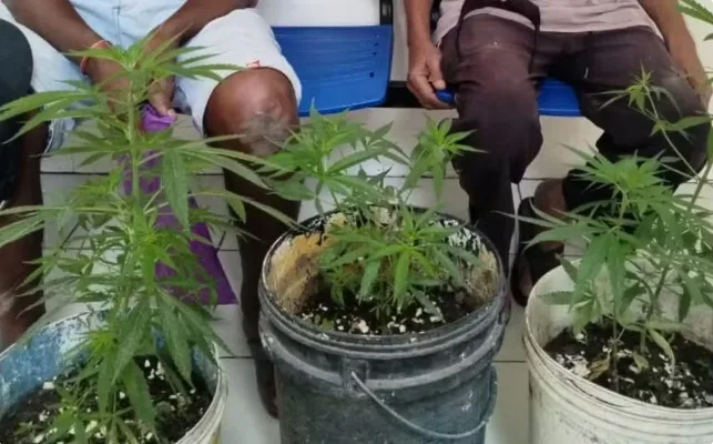 Polícia apreende pés de maconha e conduz dois idosos à delegacia, na Bahia