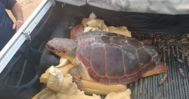 Resgate de tartaruga comove pescadores de Mucuri  e mobiliza rede de proteção ambiental