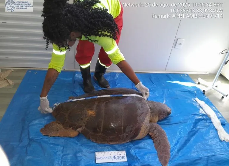 Resgate de tartaruga comove pescadores de Mucuri  e mobiliza rede de proteção ambiental