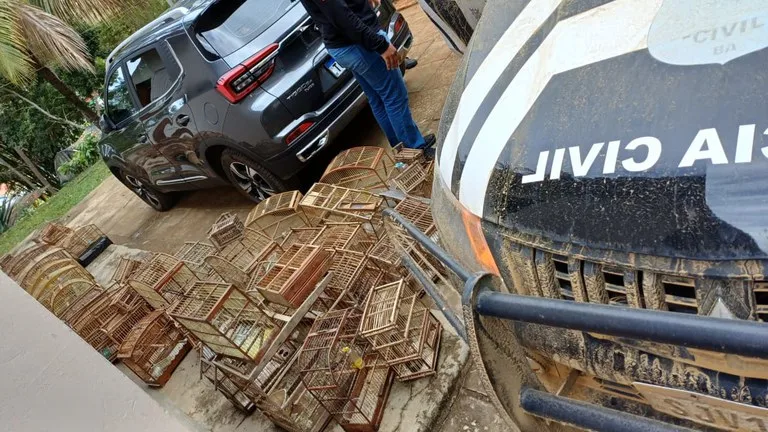 Operação Voo Livre: PRF e Polícia Civil combatem tráfico de animais silvestres na Bahia