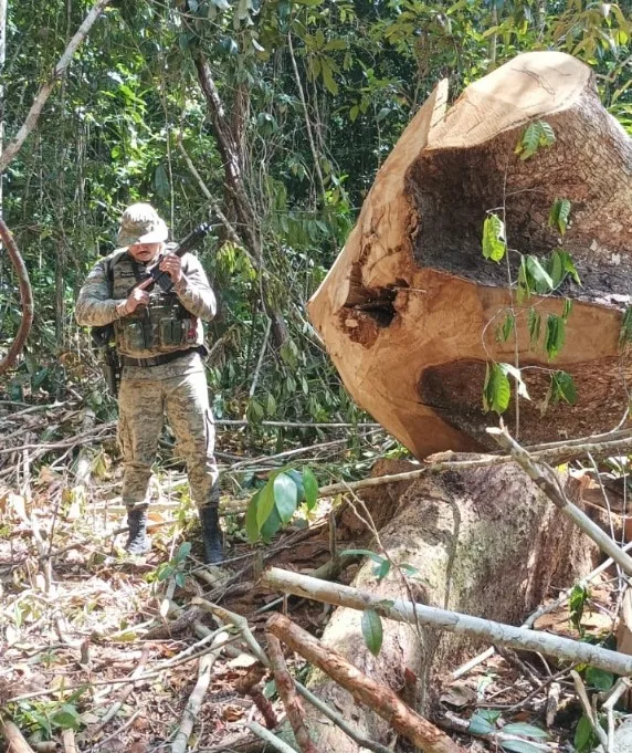 CIPPA/PS flagra desmatamento ilegal em Stª Cruz Cabrália e apreende madeira nativa