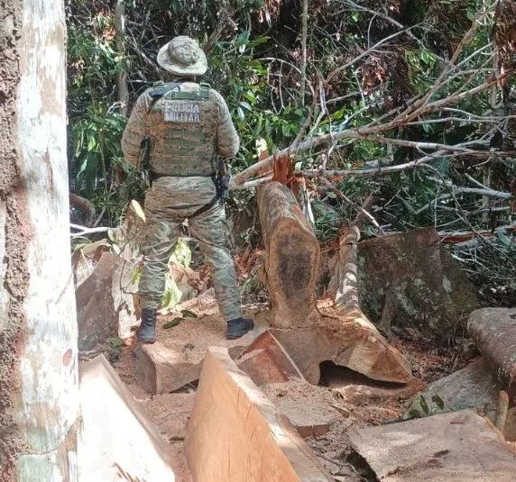 CIPPA/PS flagra desmatamento ilegal em Stª Cruz Cabrália e apreende madeira nativa
