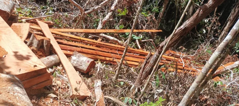 CIPPA/PS flagra desmatamento ilegal em Stª Cruz Cabrália e apreende madeira nativa