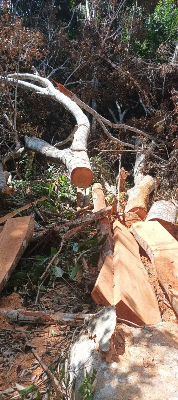 CIPPA/PS flagra desmatamento ilegal em Stª Cruz Cabrália e apreende madeira nativa