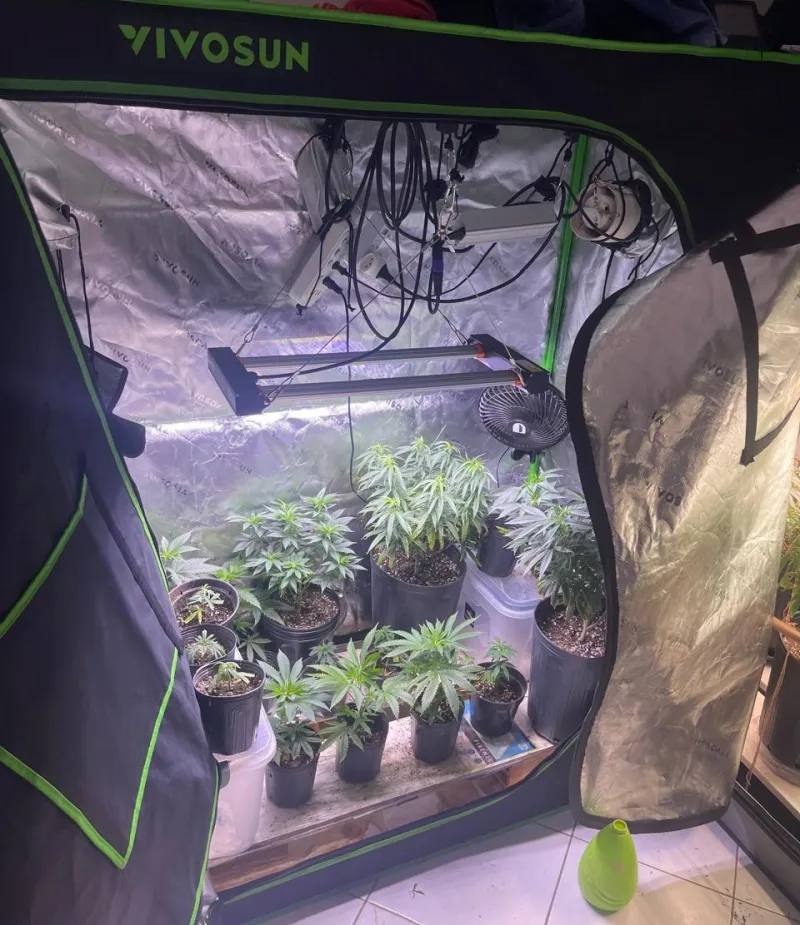 Estufas com dezenas de pés de maconha são descobertas em apartamento no Rio Vermelho