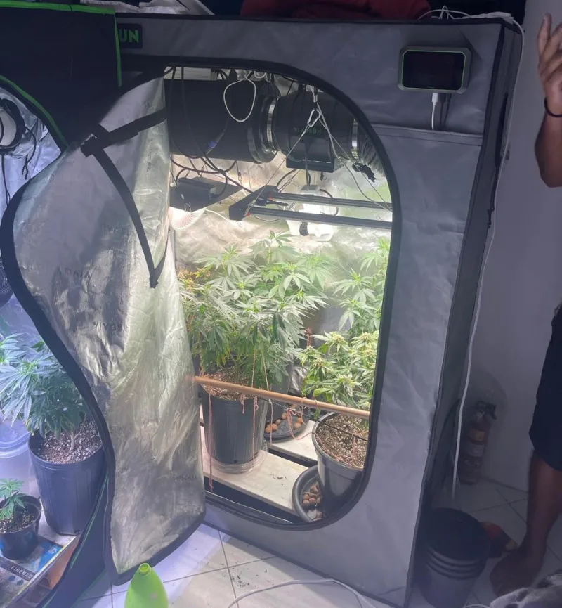 Estufas com dezenas de pés de maconha são descobertas em apartamento no Rio Vermelho