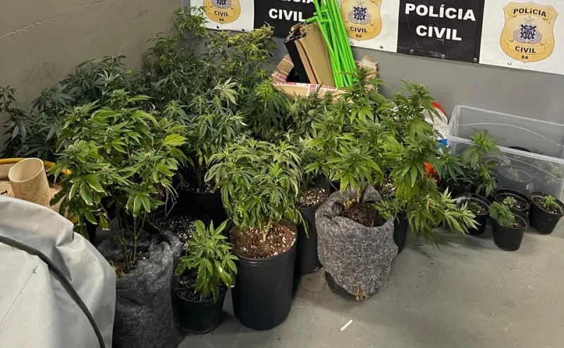 Estufas com dezenas de pés de maconha são descobertas em apartamento no Rio Vermelho