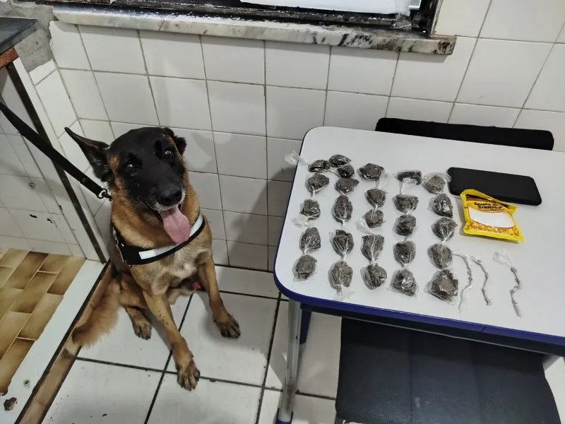 Cão farejador ajuda PM a encontrar drogas e prender traficante em Mucuri