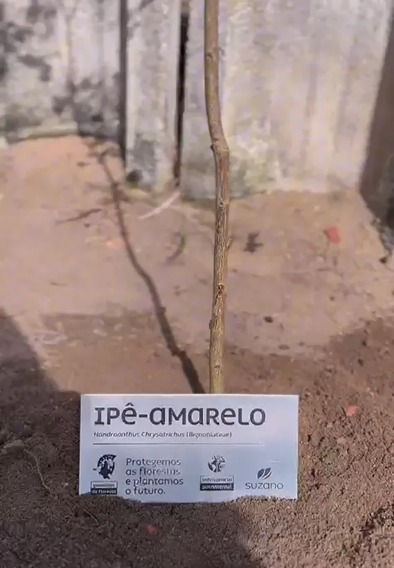 Suzano celebra o Dia da Árvore com educação ambiental e plantio de ipês amarelos na Bahia e no Espírito Santo