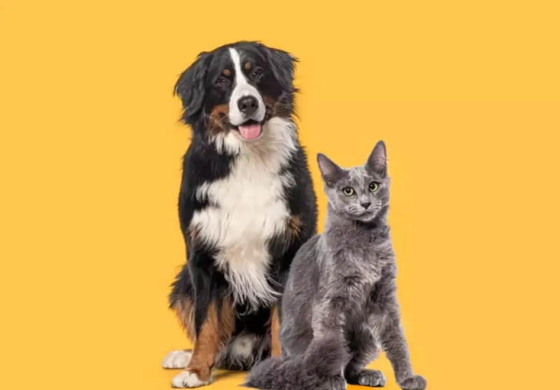 7 dicas para evitar o mau hálito em cães e gatos  