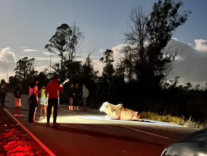 Mais um acidente com animal solto deixa vítima fatal na BA-679, entre Nova Viçosa e Posto da Mata