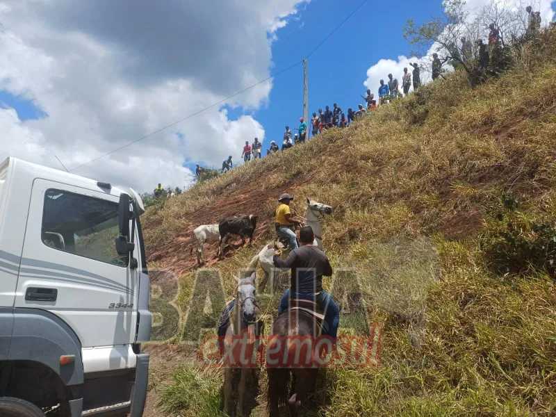 Caminhão boiadeiro tomba e interdita BR-101 em Itamaraju; dezenas de bovinos morrem