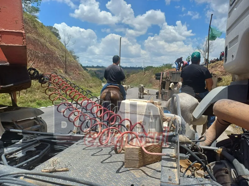 Caminhão boiadeiro tomba e interdita BR-101 em Itamaraju; dezenas de bovinos morrem