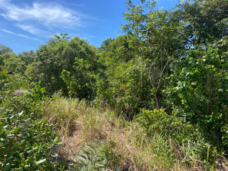 Nutela  é encontrado morto em área de vegetação em Alcobaça. A vítima estava desaparecida desde sábado 1º de novembro Nutela  é encontrado morto em área de vegetação em Alcobaça. A vítima estava desaparecida desde sábado 1º de novembro