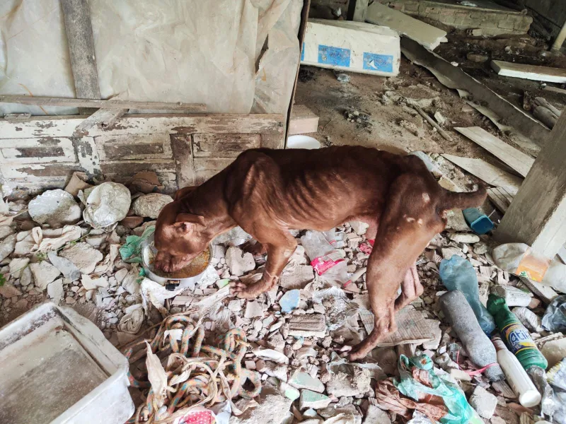 Cachorro em situação de sofrimento e abandono é resgatado pela polícia na cidade de Eunápolis Cachorro em situação de sofrimento e abandono é resgatado pela polícia na cidade de Eunápolis