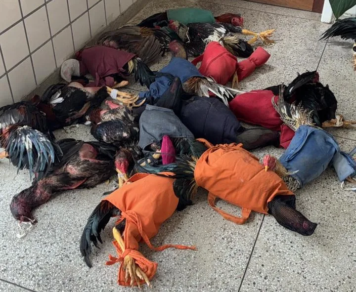 Polícia Militar prende nove pessoas por maus-tratos a animais em rinha de galos em Teixeira de Freitas