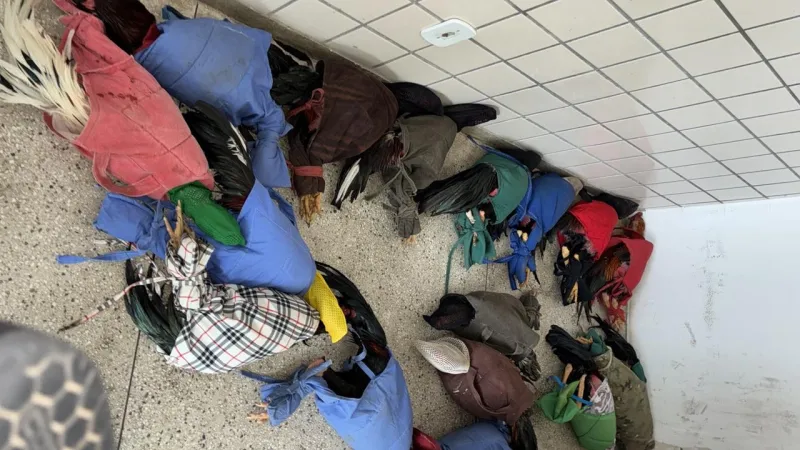 Polícia Militar prende nove pessoas por maus-tratos a animais em rinha de galos em Teixeira de Freitas