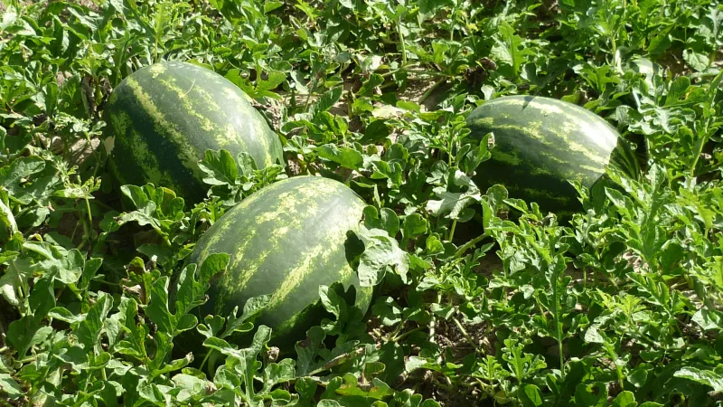 Ibirapuã conquista selo de exportação e entra no mapa do agronegócio internacional