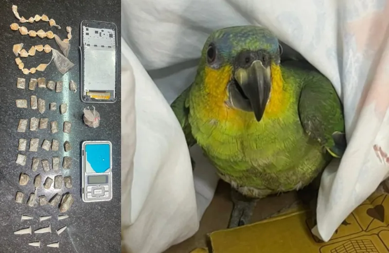 Operação policial apreende drogas e resgata papagaio vítima de maus-tratos em Eunápolis