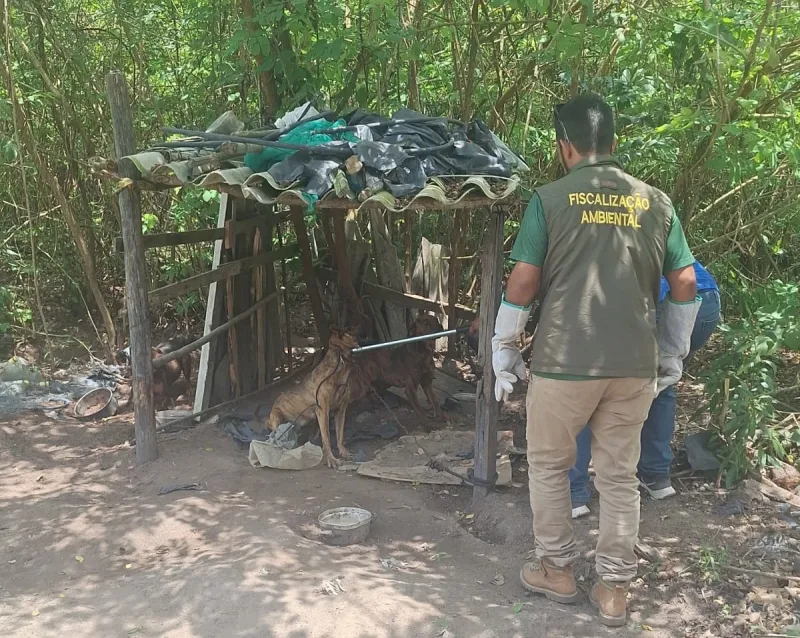 CIPPA/PS e Semac atuam contra maus-tratos e salvam cães em Porto Seguro.