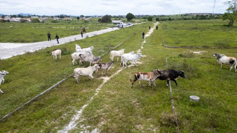 Secretaria de Agricultura recolhe 16 animais de grande porte em área urbana de Teixeira de Freitas Secretaria de Agricultura recolhe 16 animais de grande porte em área urbana de Teixeira de Freitas
