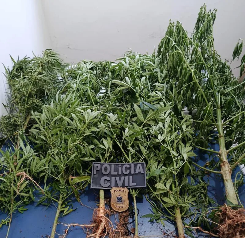 Ação conjunta da Polícia Civil e Militar apreende plantação de maconha na zona rural de Guaratinga