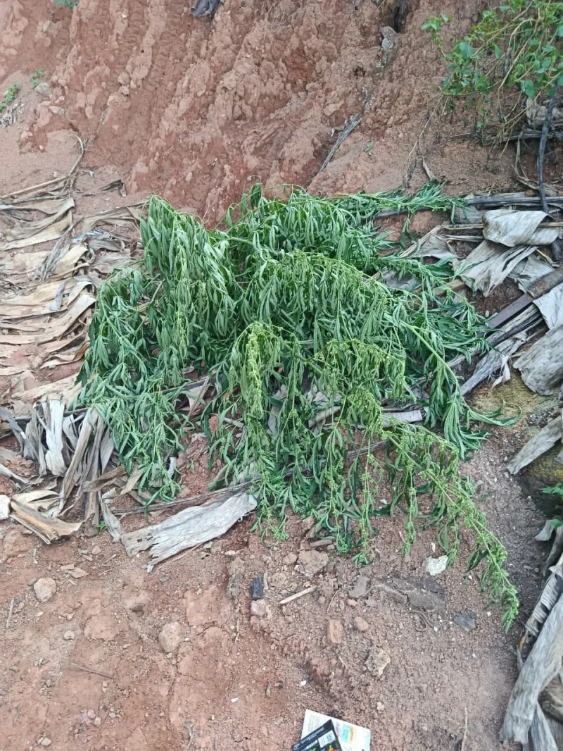 Ação conjunta da Polícia Civil e Militar apreende plantação de maconha na zona rural de Guaratinga