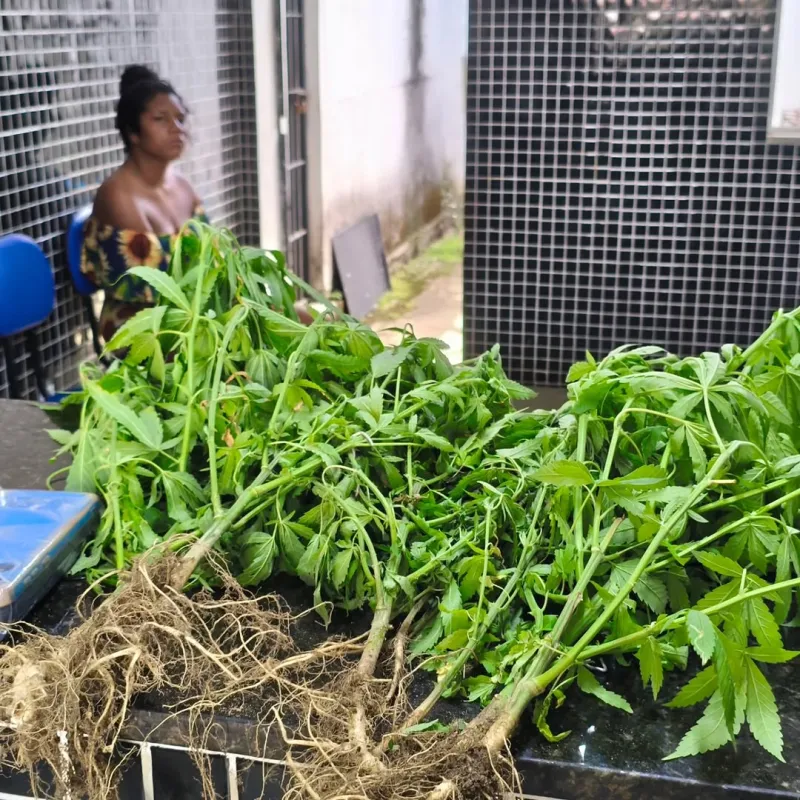 PMBA apreende pés de maconha em Itamaraju. PMBA apreende pés de maconha em Itamaraju.
