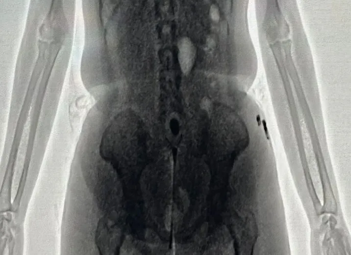 Tentativa de entrada de drogas é frustrada no Conjunto Penal de Barreiras