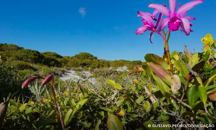 Inpe confirma redução de desmatamento na maioria dos biomas em 2024