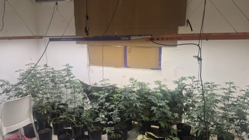 Homem é autuado por tráfico após Deam descobrir estufa de maconha em residência, na Bahia