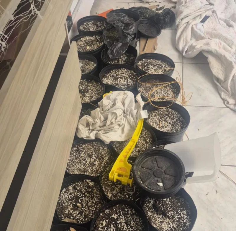 Homem é autuado por tráfico após Deam descobrir estufa de maconha em residência, na Bahia