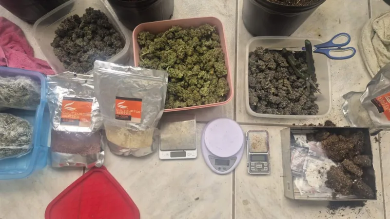 Homem é autuado por tráfico após Deam descobrir estufa de maconha em residência, na Bahia