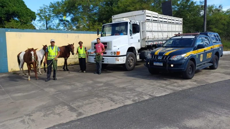 Animais soltos na BR-101 geram risco e expõem dados alarmantes em Teixeira de Freitas