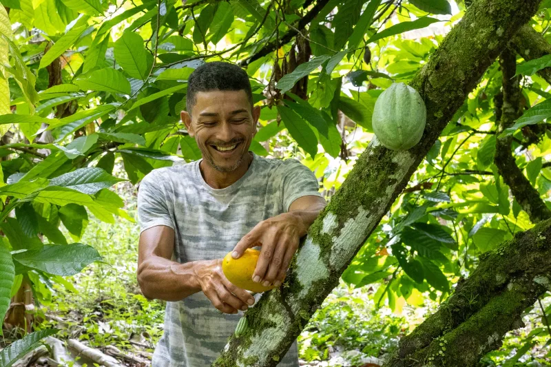 Bahia amplia ações e avança na proteção da cacauicultura