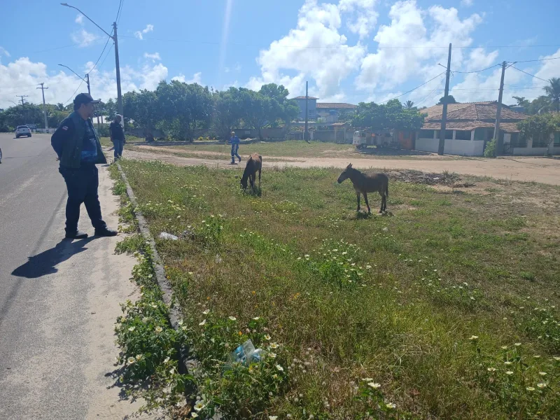 Ação conjunta intensifica fiscalização e apreende animais soltos na BR-101 e BR-418, em Nova Viçosa Ação conjunta intensifica fiscalização e apreende animais soltos na BR-101 e BR-418, em Nova Viçosa