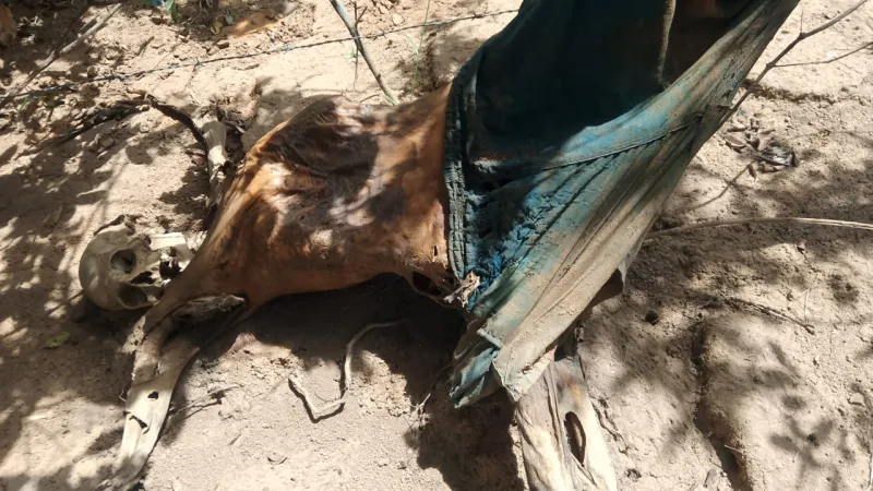 Ossada humana é encontrada em área de matagal às margens da BR-101 em Itabela