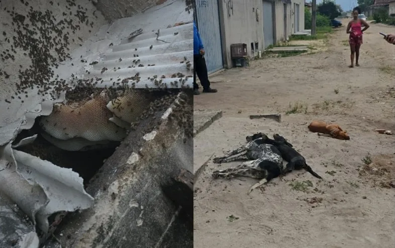 Enxame com cerca de 60 mil abelhas provoca mortes de animais e deixa feridos em Itabatã
