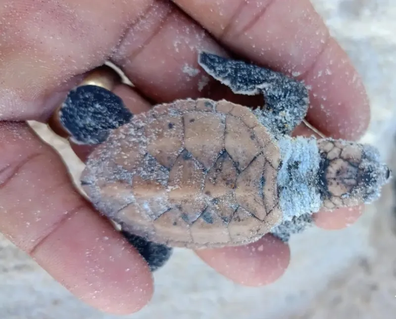 Filhotes de tartaruga-de-pente seguem para o mar em ação de conservação na praia em Trancoso