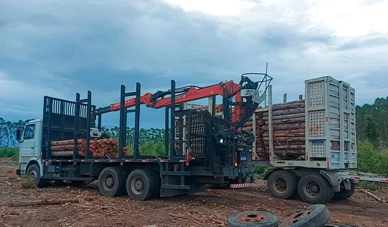 PETO apreende madeira e detém oito suspeitos por extração ilegal em Prado