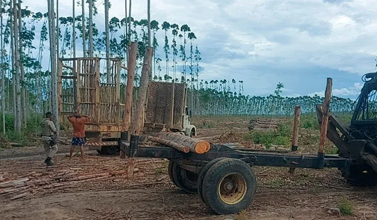 PETO apreende madeira e detém oito suspeitos por extração ilegal em Prado