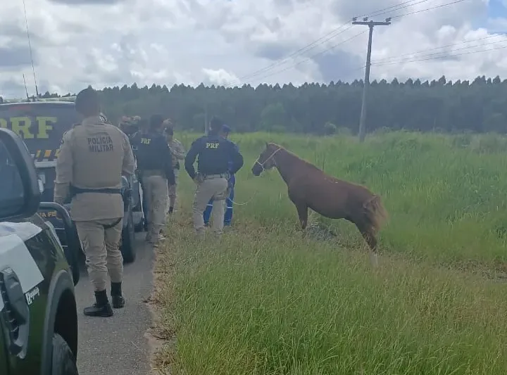 Ação conjunta intensifica fiscalização e apreende animais soltos na BR-101 e BR-418, em Nova Viçosa Ação conjunta intensifica fiscalização e apreende animais soltos na BR-101 e BR-418, em Nova Viçosa