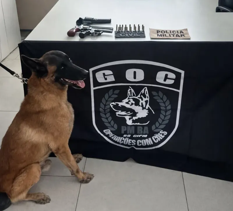 Polícia Civil e Polícia  Militar cumprem mandado de busca e apreensão e apreendem armas de fogo em Mucuri
